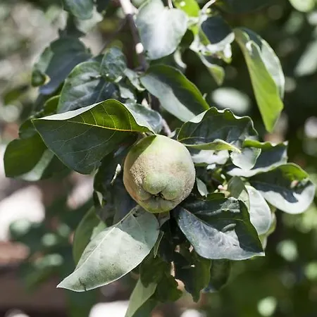 Hotel Koeyuem Konak Hotel 3*