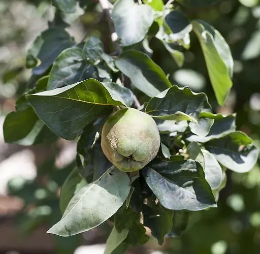 מלון Koeyuem Konak Hotel 3*